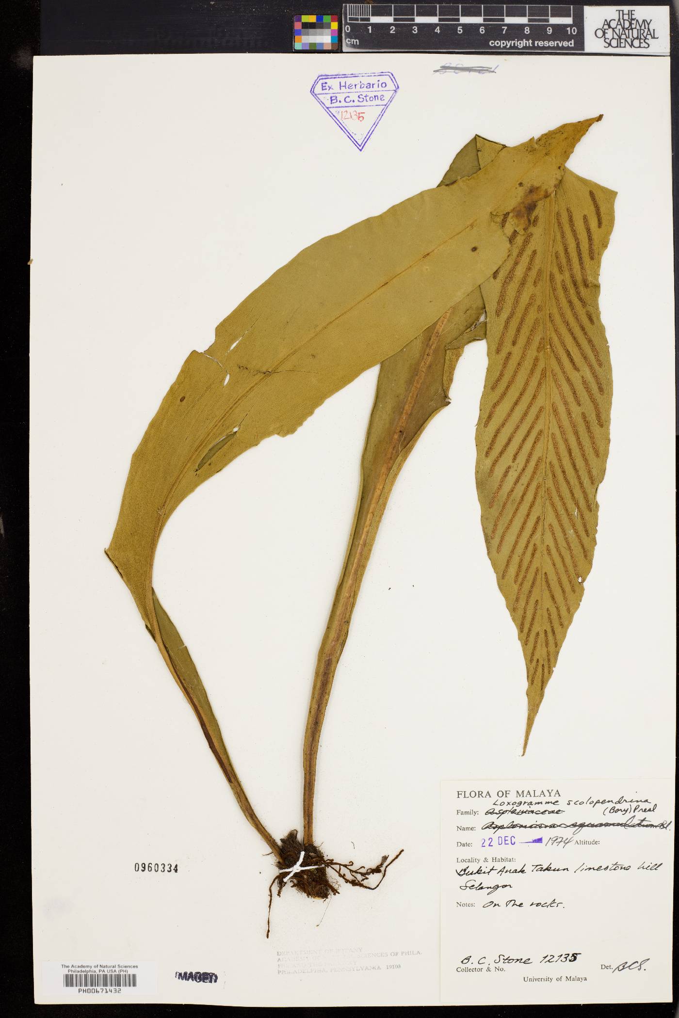 Loxogramme scolopendria image