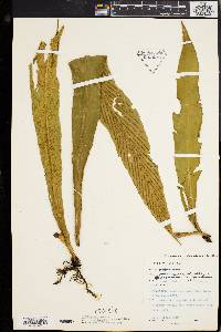 Loxogramme scolopendria image