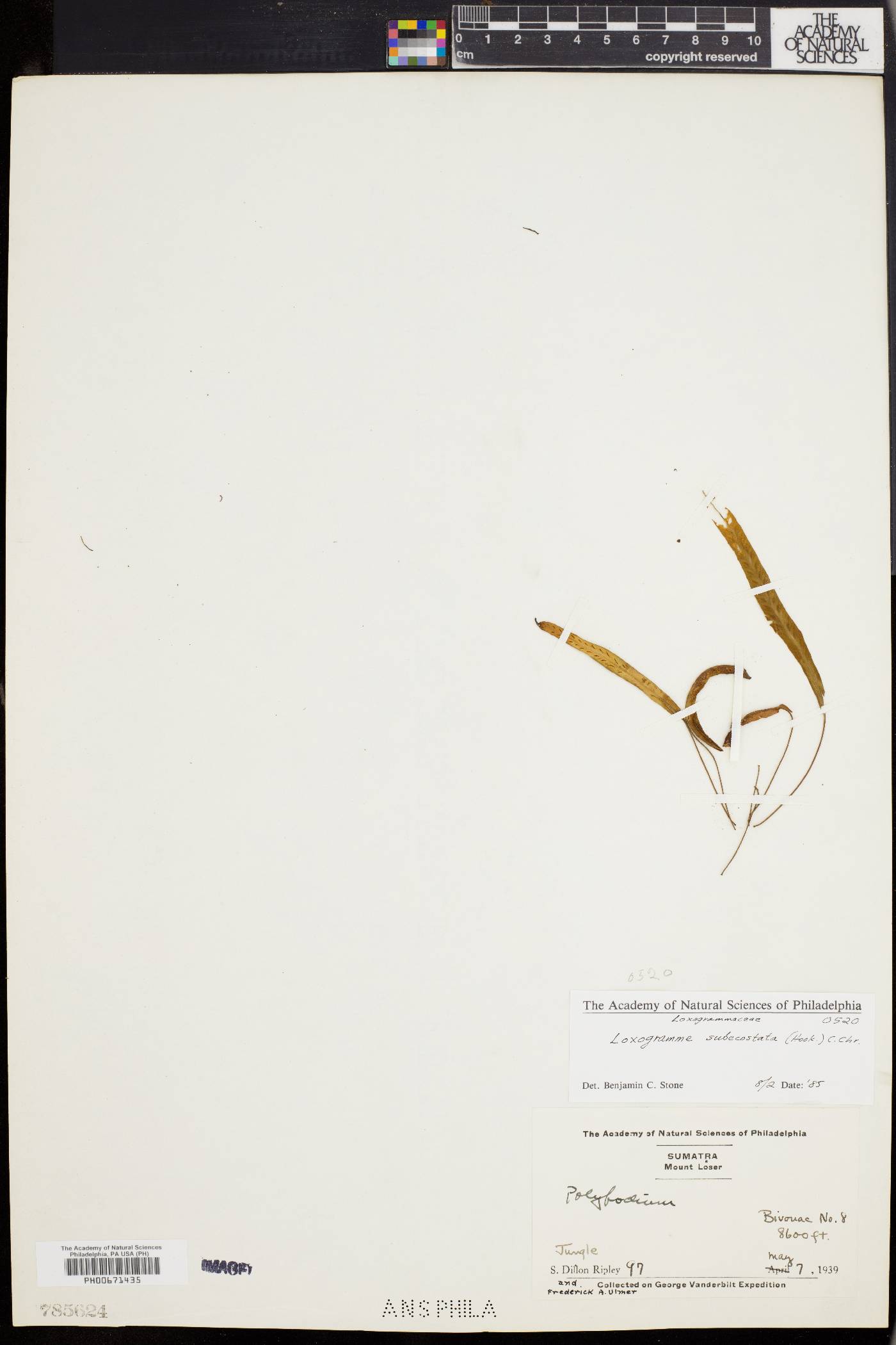 Loxogramme subecostata image