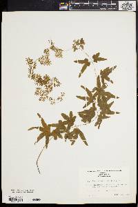 Lygodium palmatum image