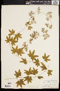 Lygodium palmatum image