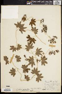 Lygodium palmatum image