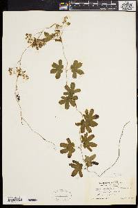 Lygodium palmatum image