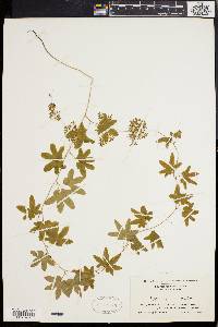 Lygodium palmatum image