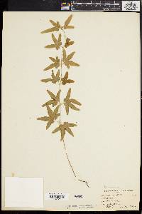 Lygodium palmatum image