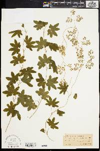 Lygodium palmatum image