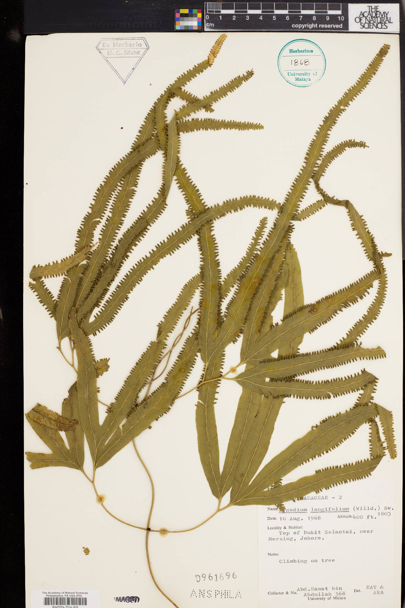Lygodium longifolium image
