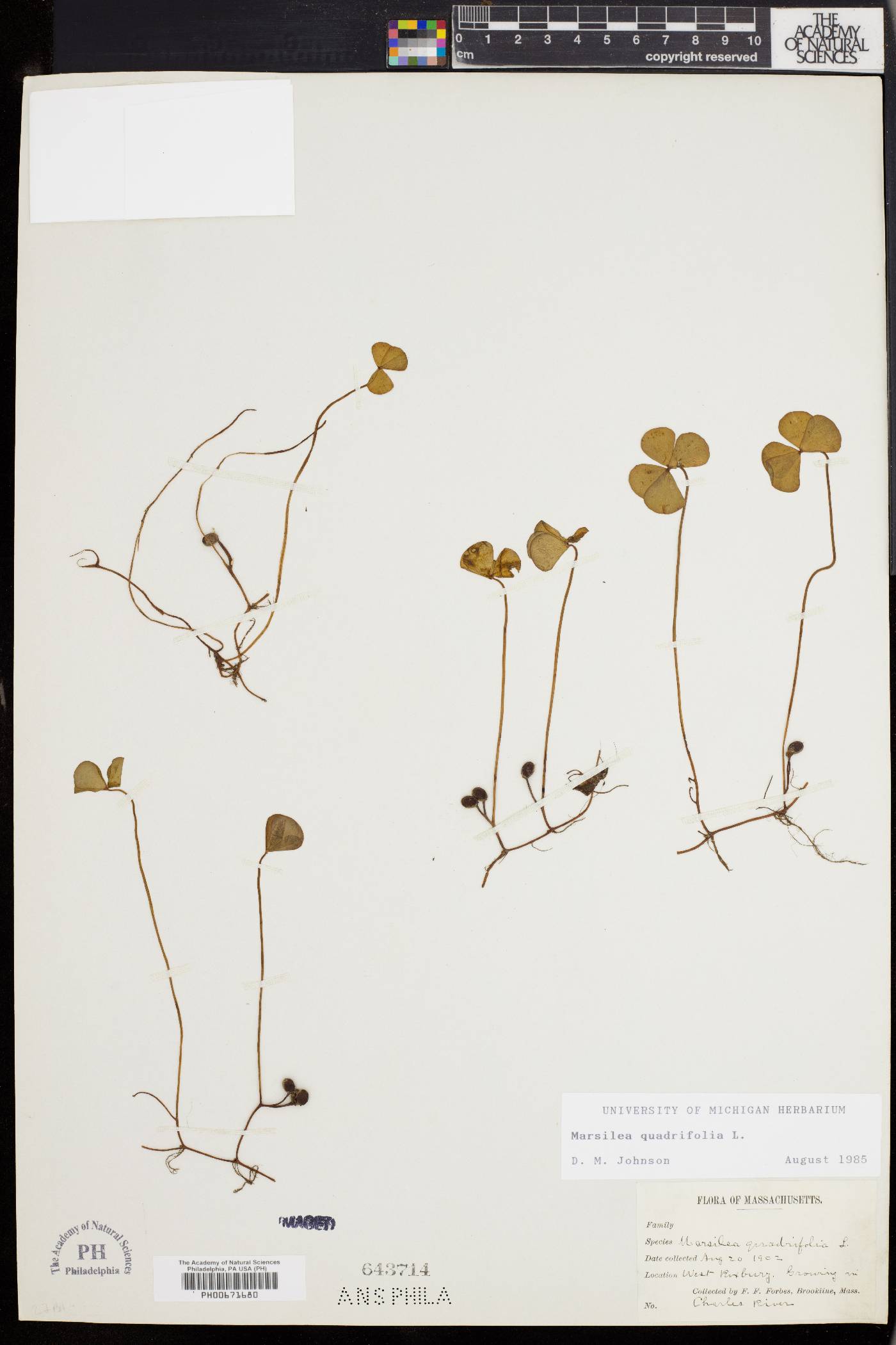 Marsilea quadrifolia image
