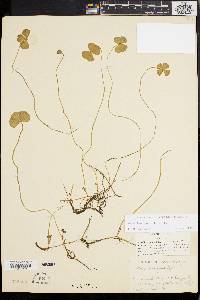 Marsilea quadrifolia image