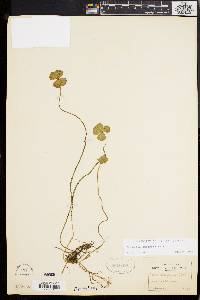 Marsilea quadrifolia image