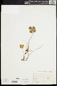 Marsilea quadrifolia image