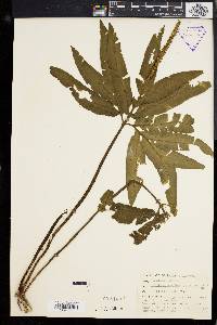 Helminthostachys zeylanica image