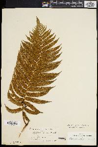 Cyathea calolepis image