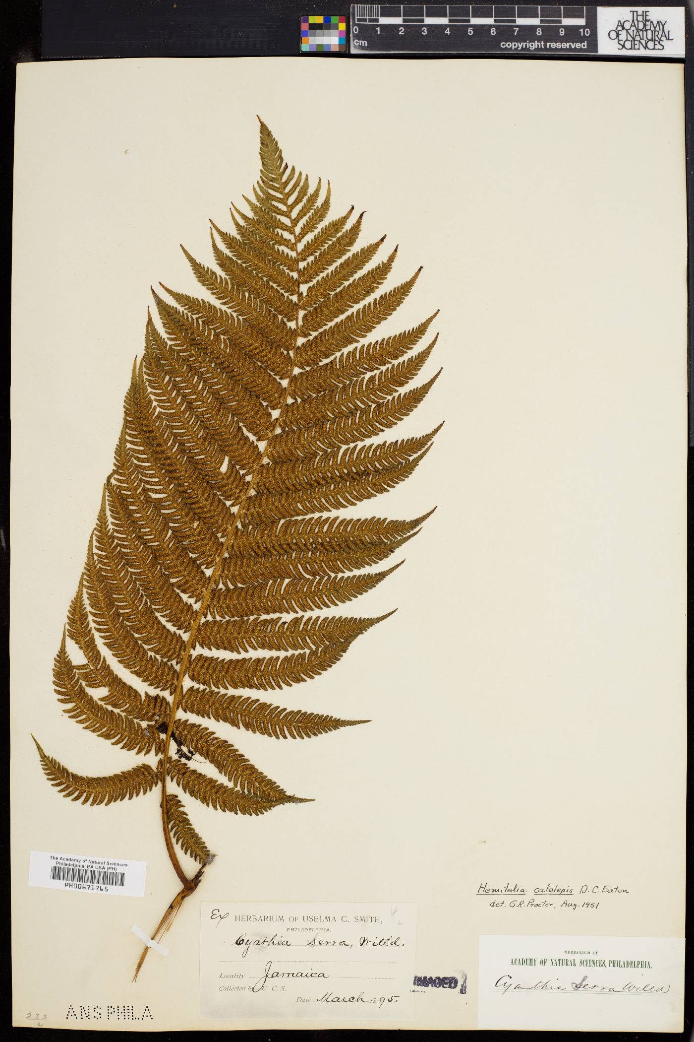 Cyathea calolepis image