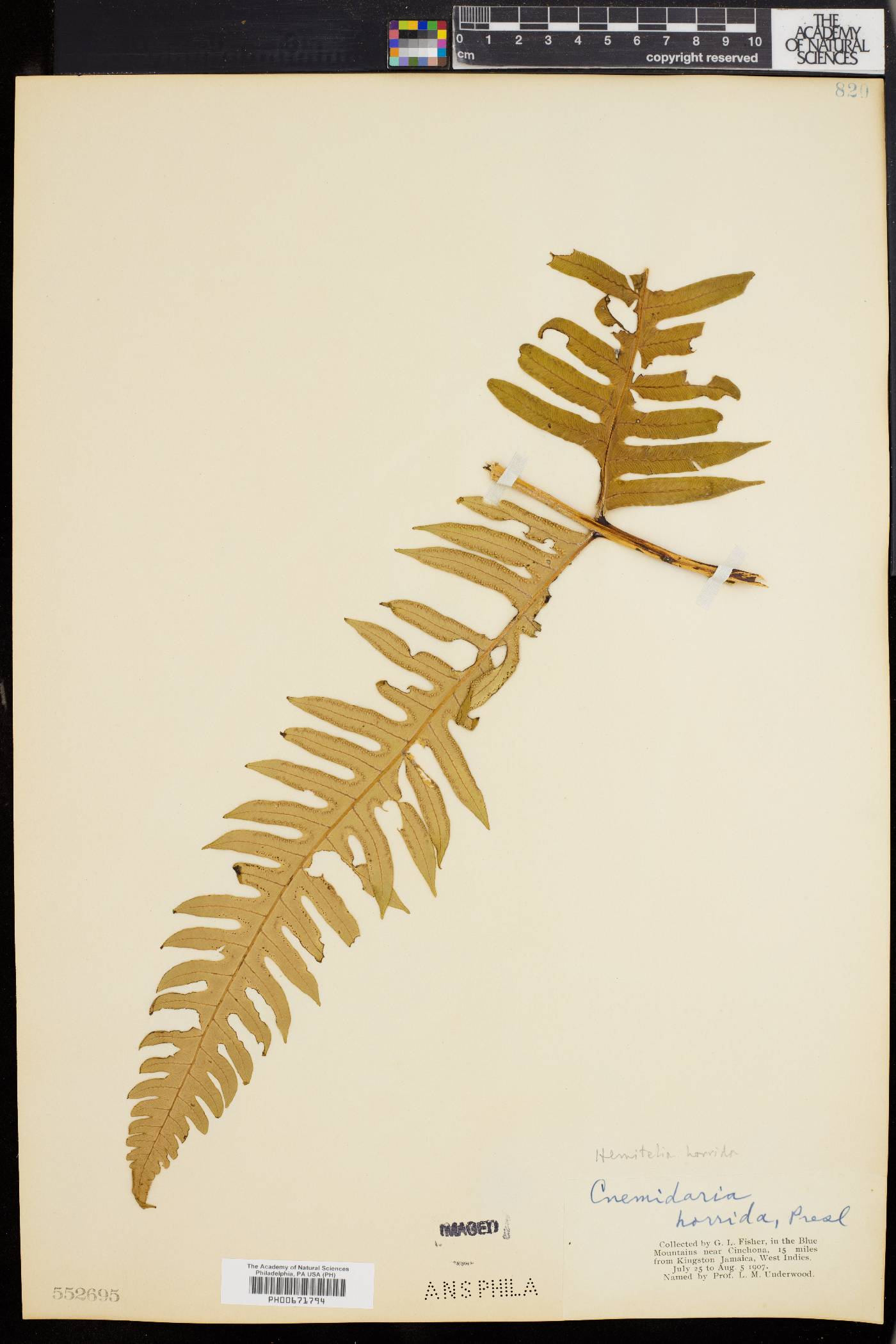 Hemitelia horrida image