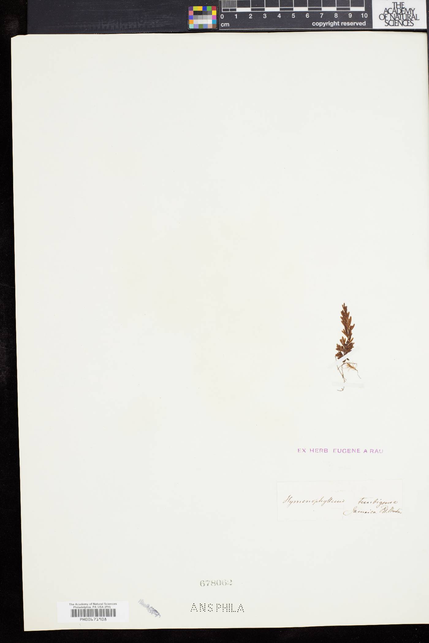 Hymenophyllum tunbrigense image