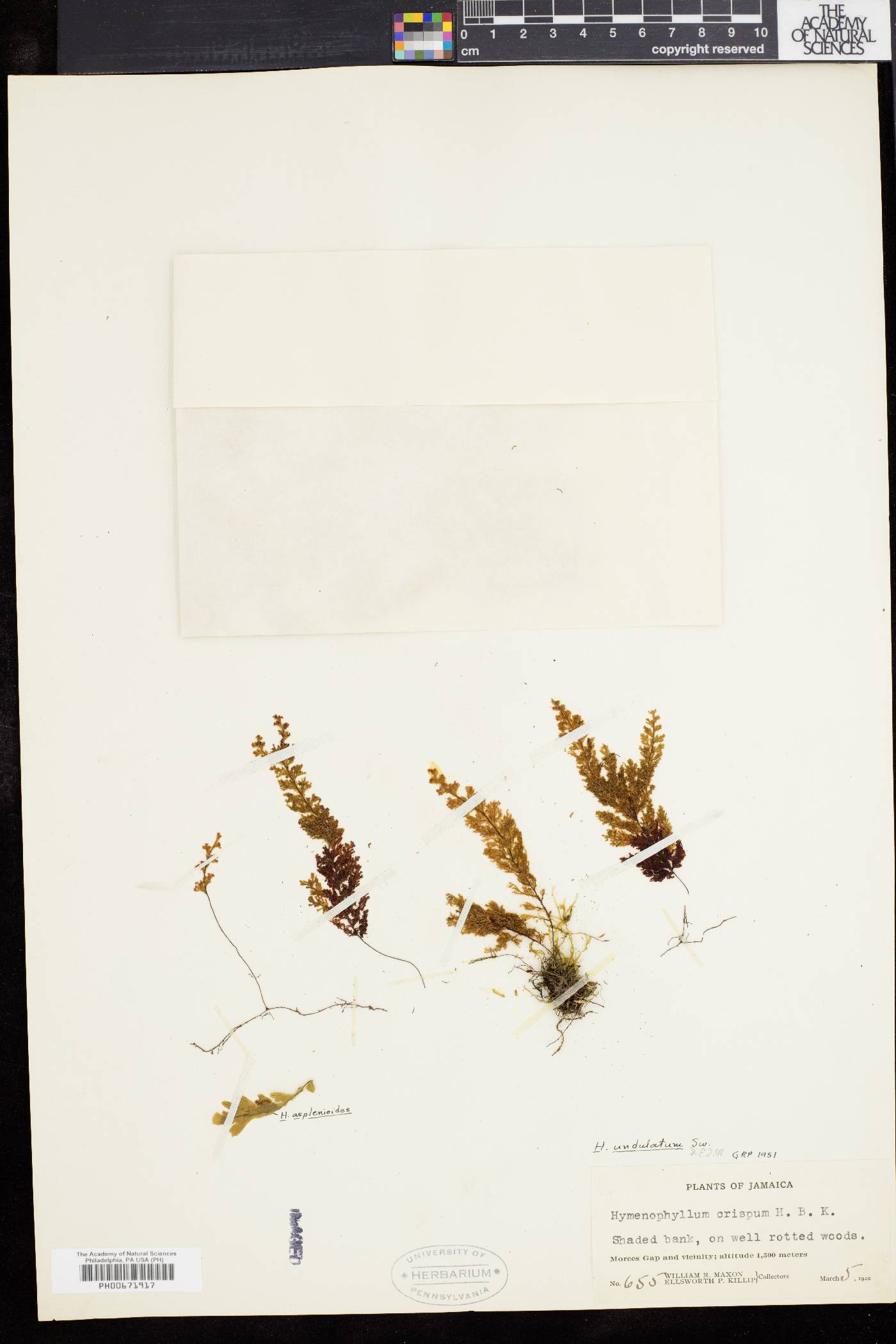 Hymenophyllum undulatum image