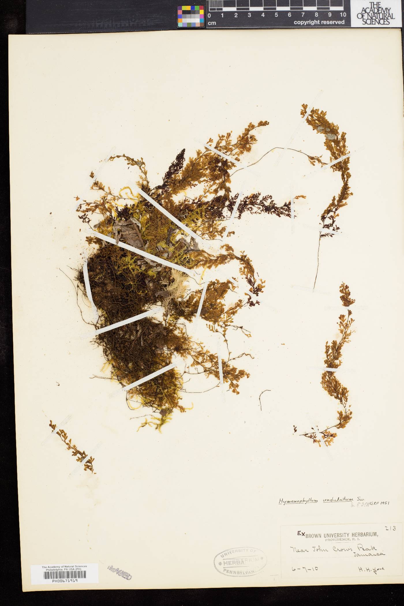 Hymenophyllum undulatum image