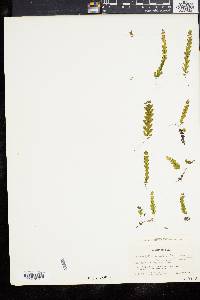 Hymenophyllum asplenioides image