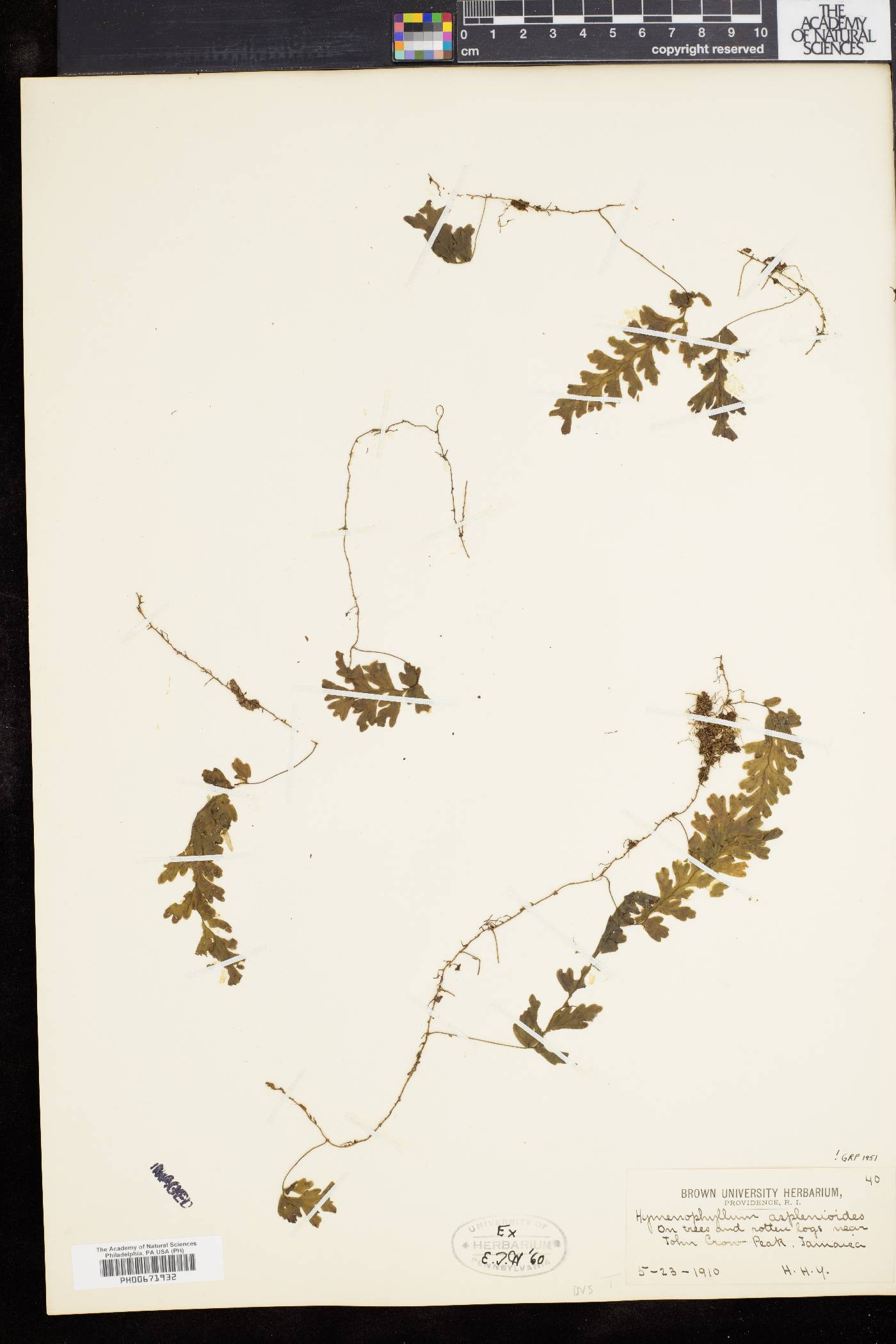Hymenophyllum asplenioides image