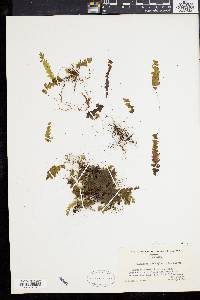 Hymenophyllum asplenioides image