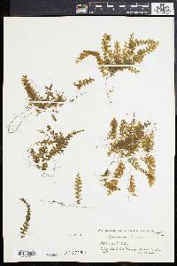 Hymenophyllum hirsutum image