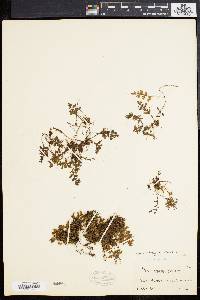 Hymenophyllum hirsutum image