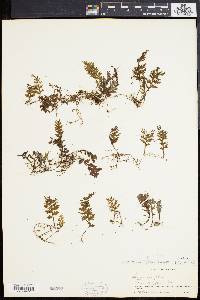 Hymenophyllum hirsutum image