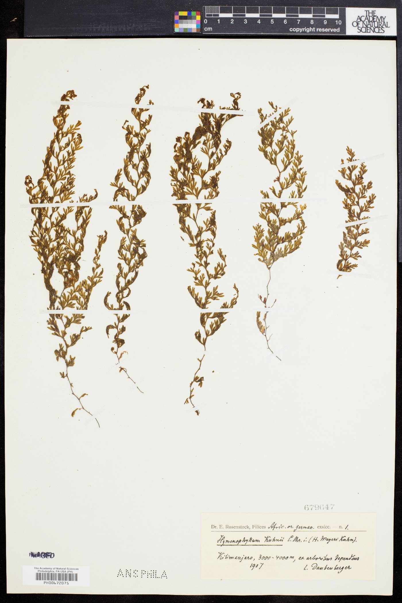 Hymenophyllum kuhnii image