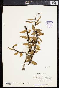 Lemmaphyllum accedens image