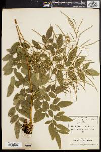 Llavea cordifolia image