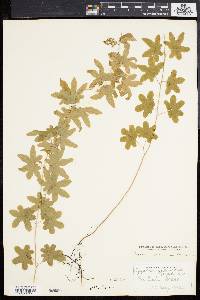 Lygodium palmatum image