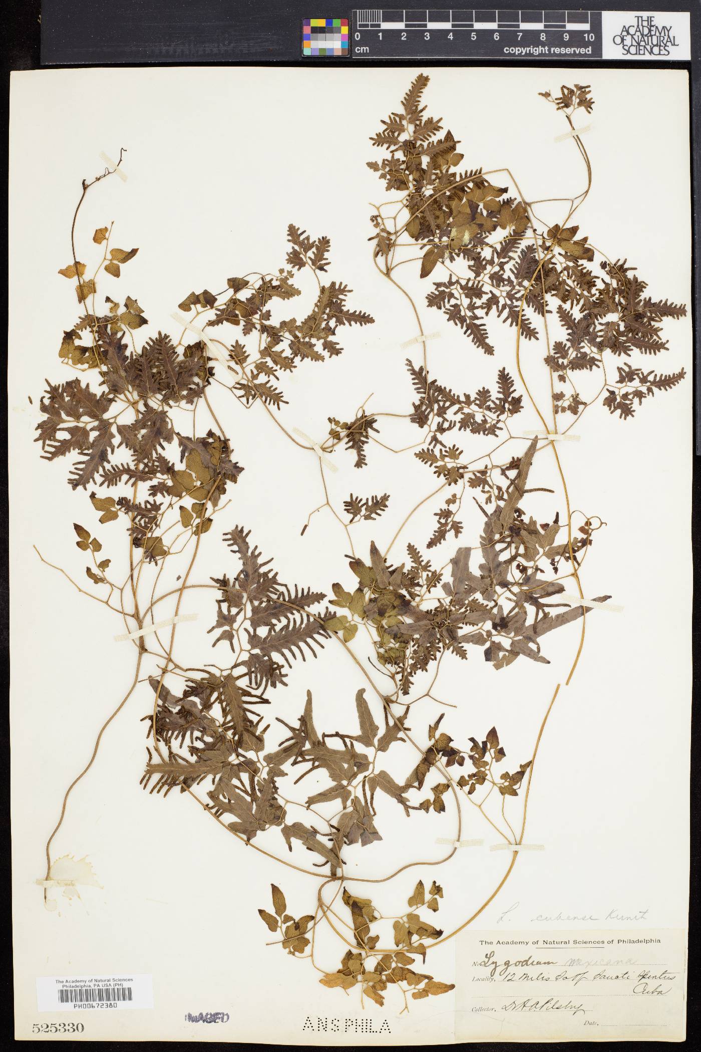 Lygodium cubense image