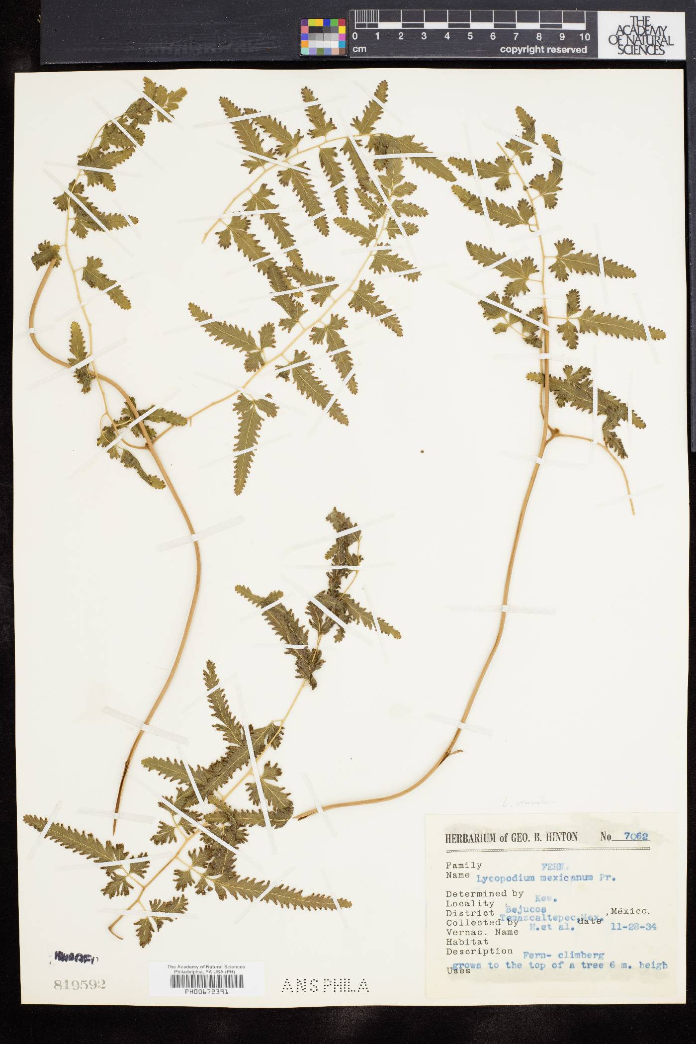 Lygodium venustum image