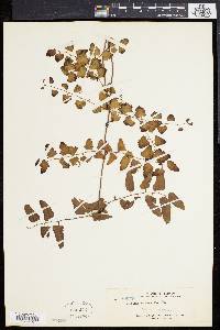 Lygodium scandens image