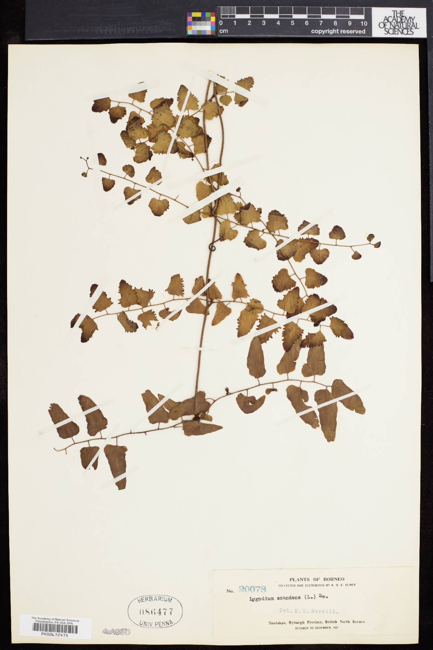 Lygodium scandens image