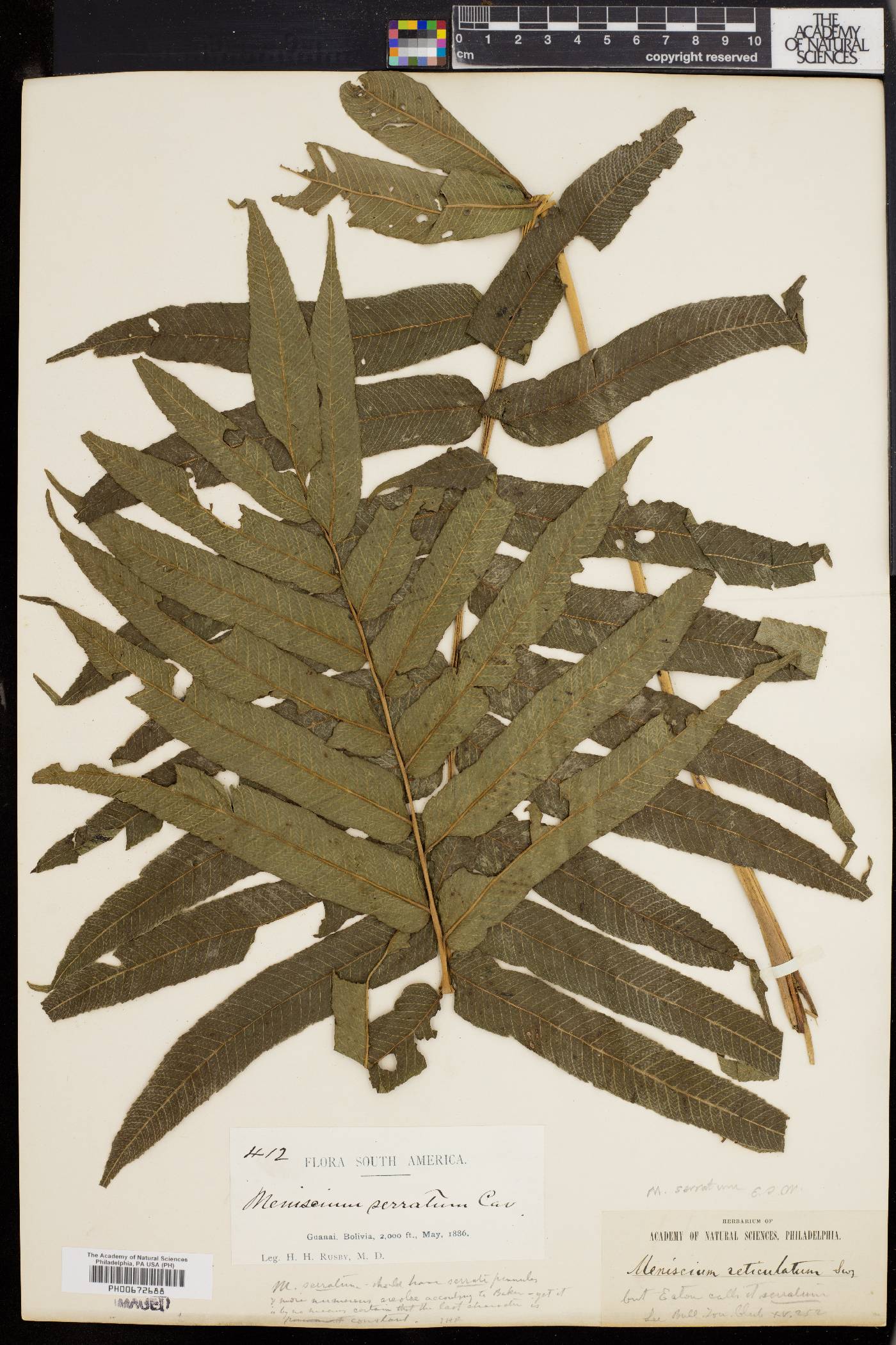 Thelypteris serrata image