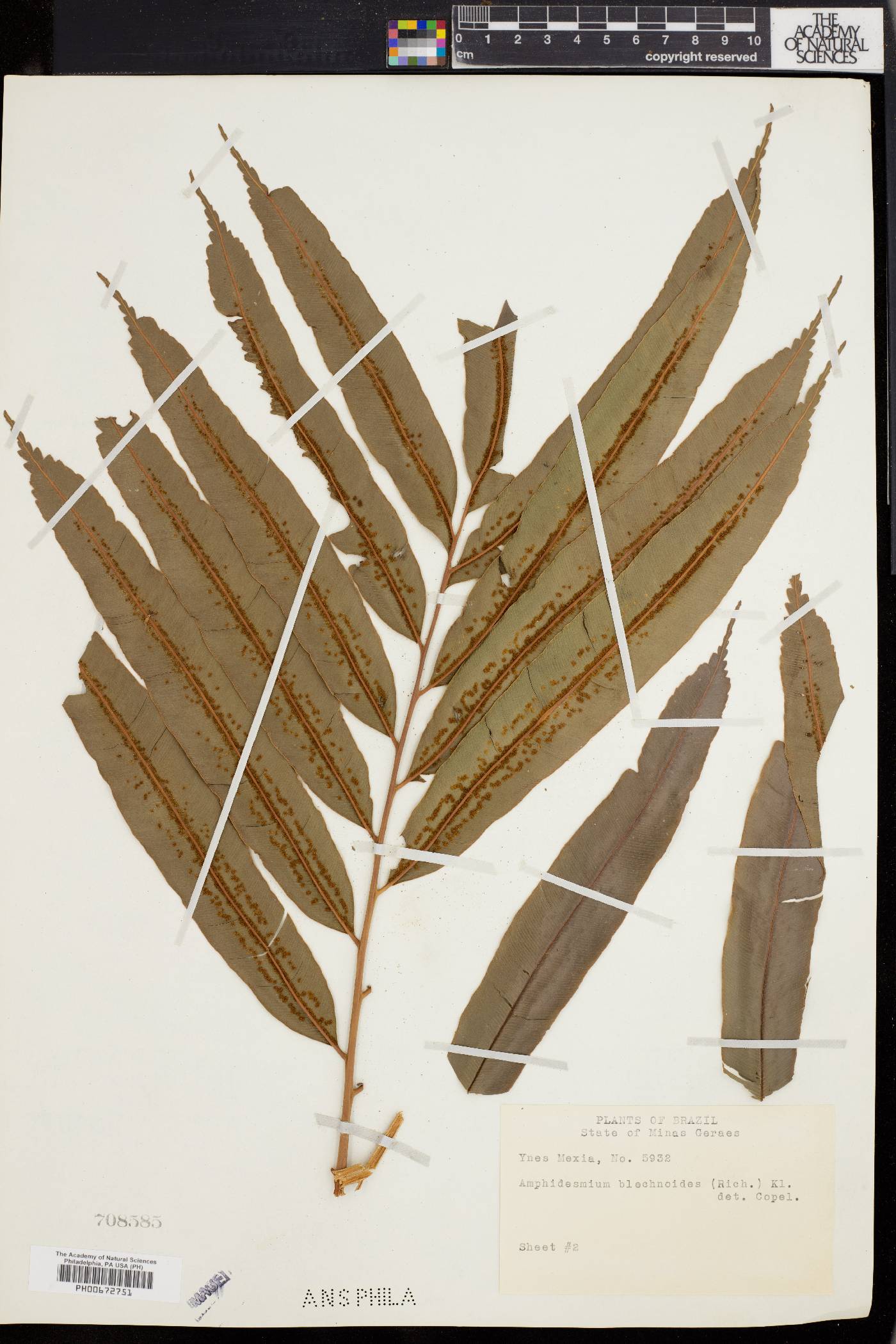 Metaxya rostrata image