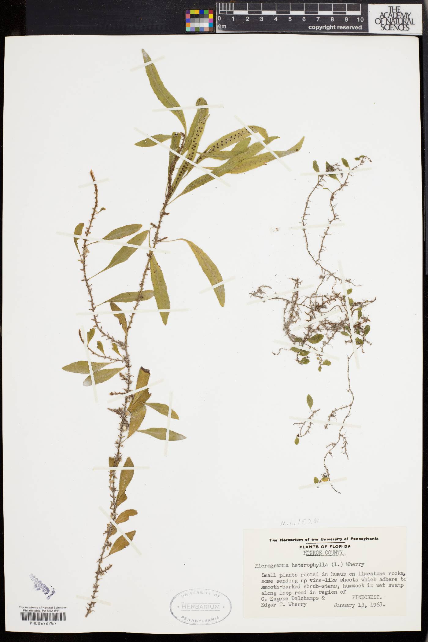 Microgramma heterophylla image