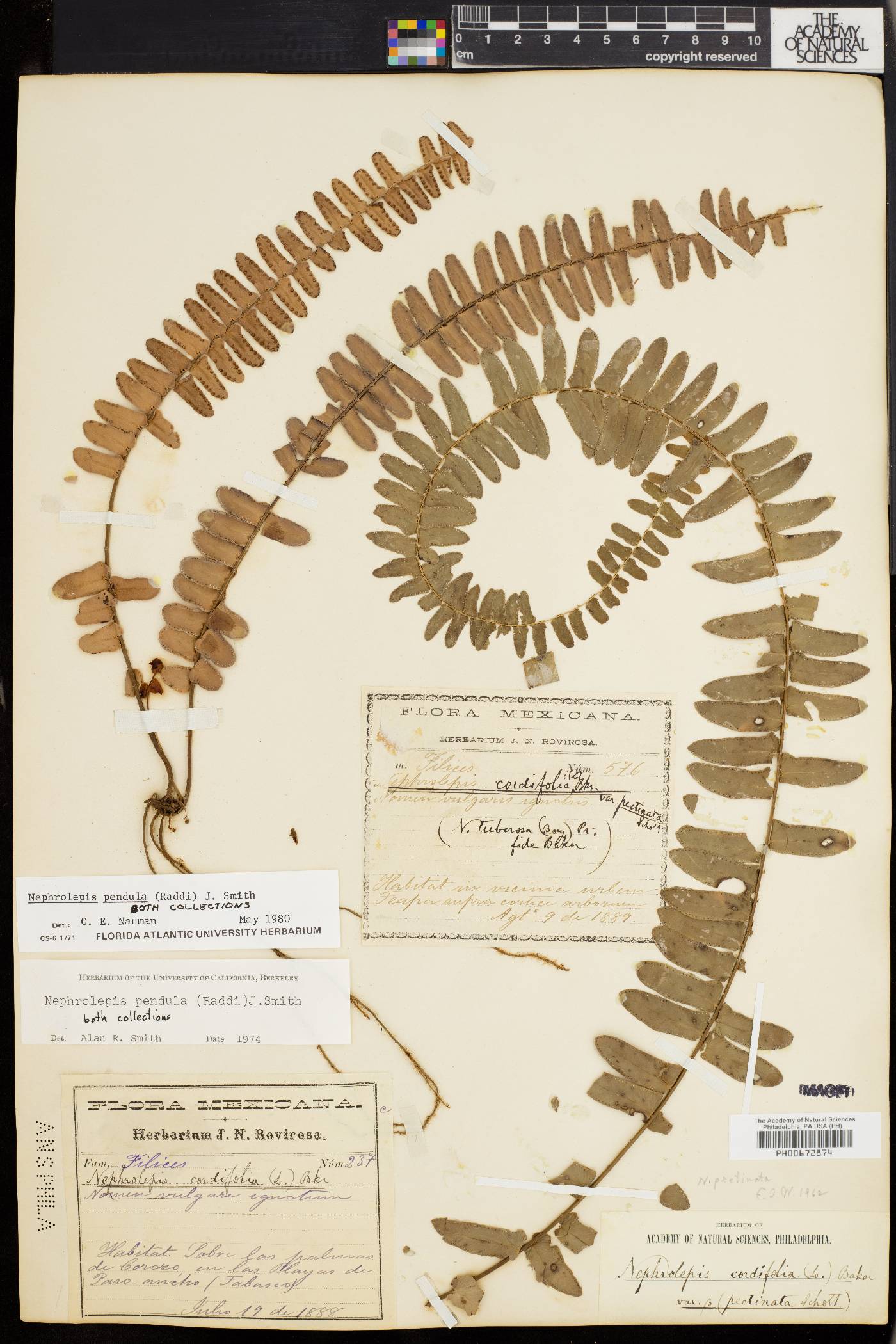 Nephrolepis pendula image