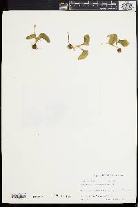 Ophioglossum crotalophoroides image