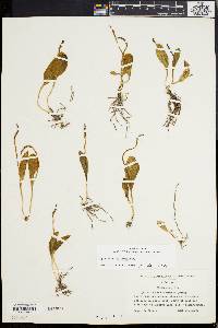 Ophioglossum engelmannii image