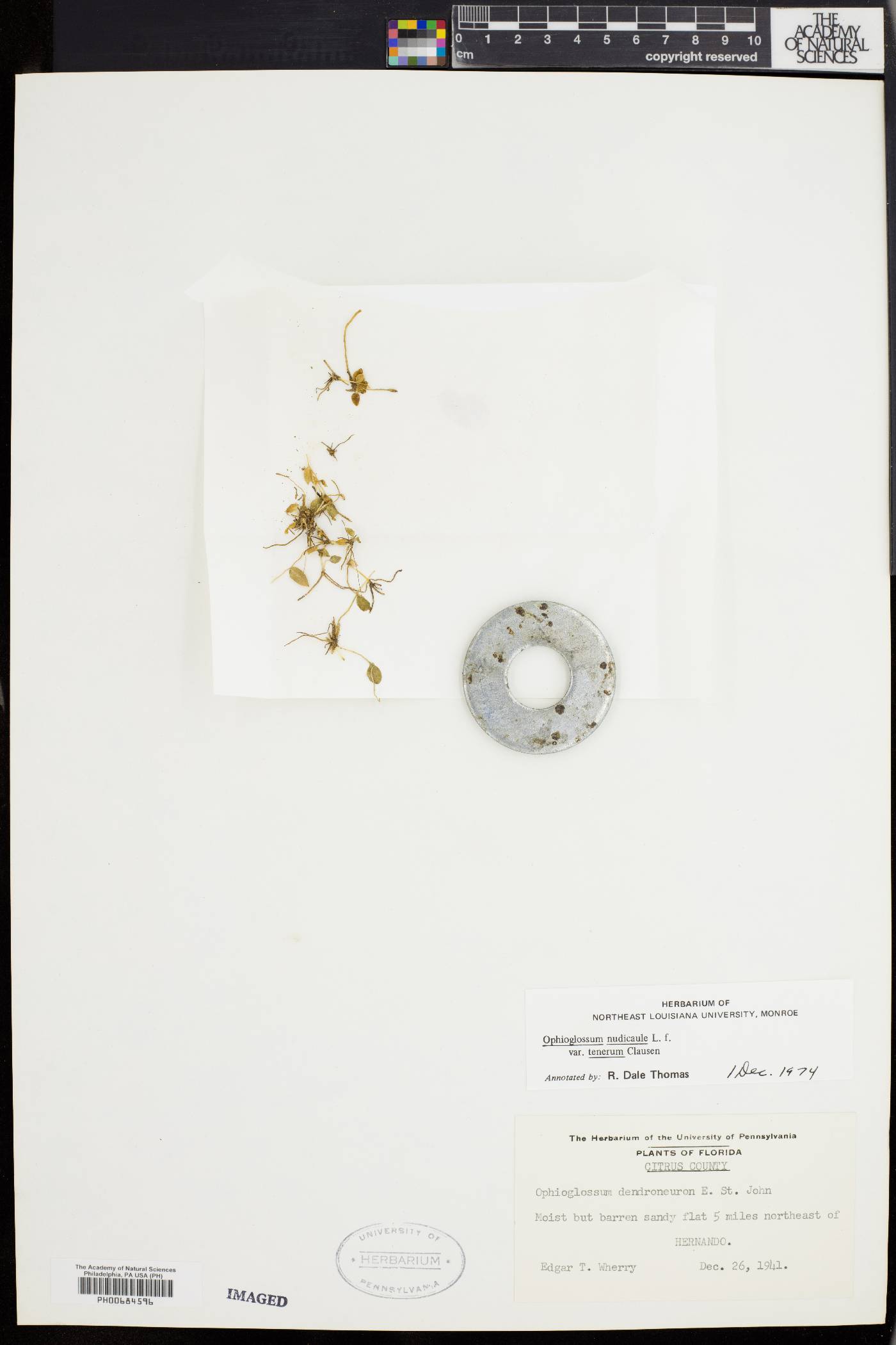 Ophioglossum nudicaule image