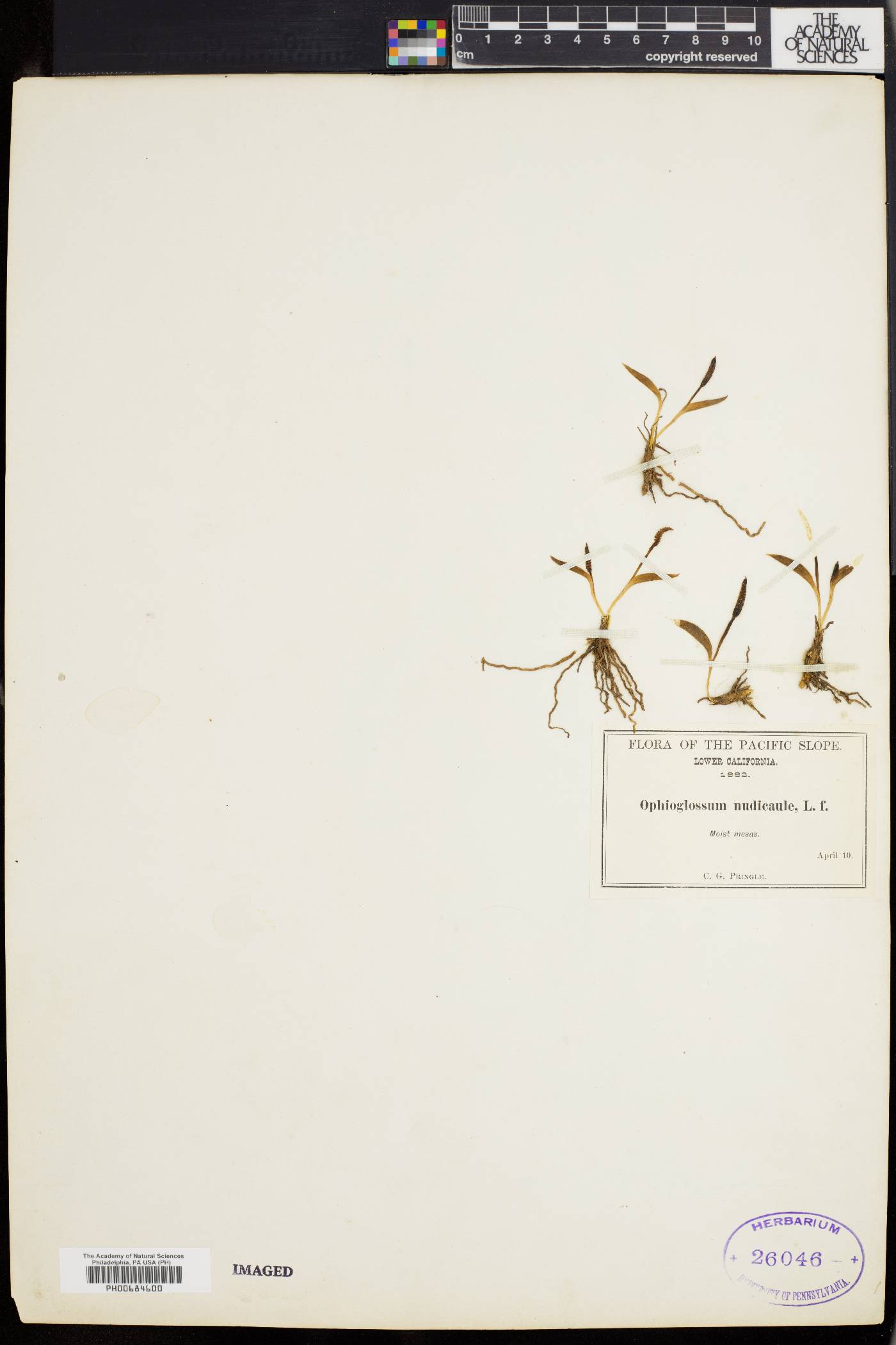 Ophioglossum nudicaule image