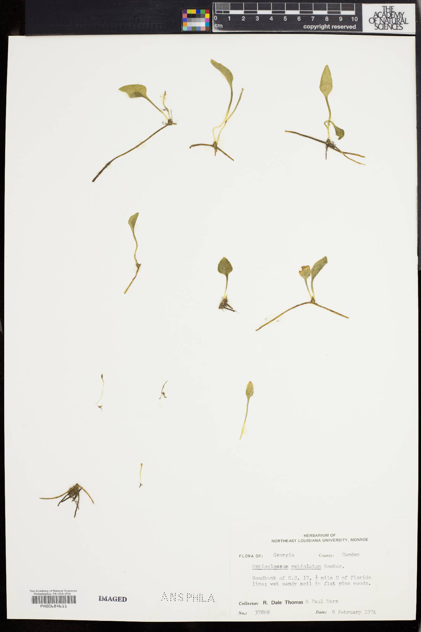 Ophioglossum petiolatum image