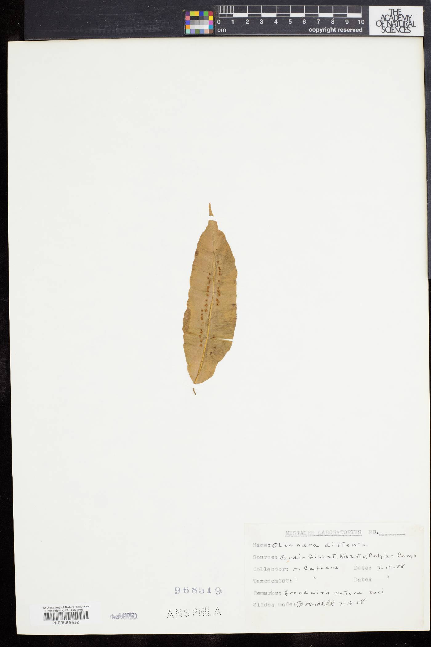 Oleandra distenta image