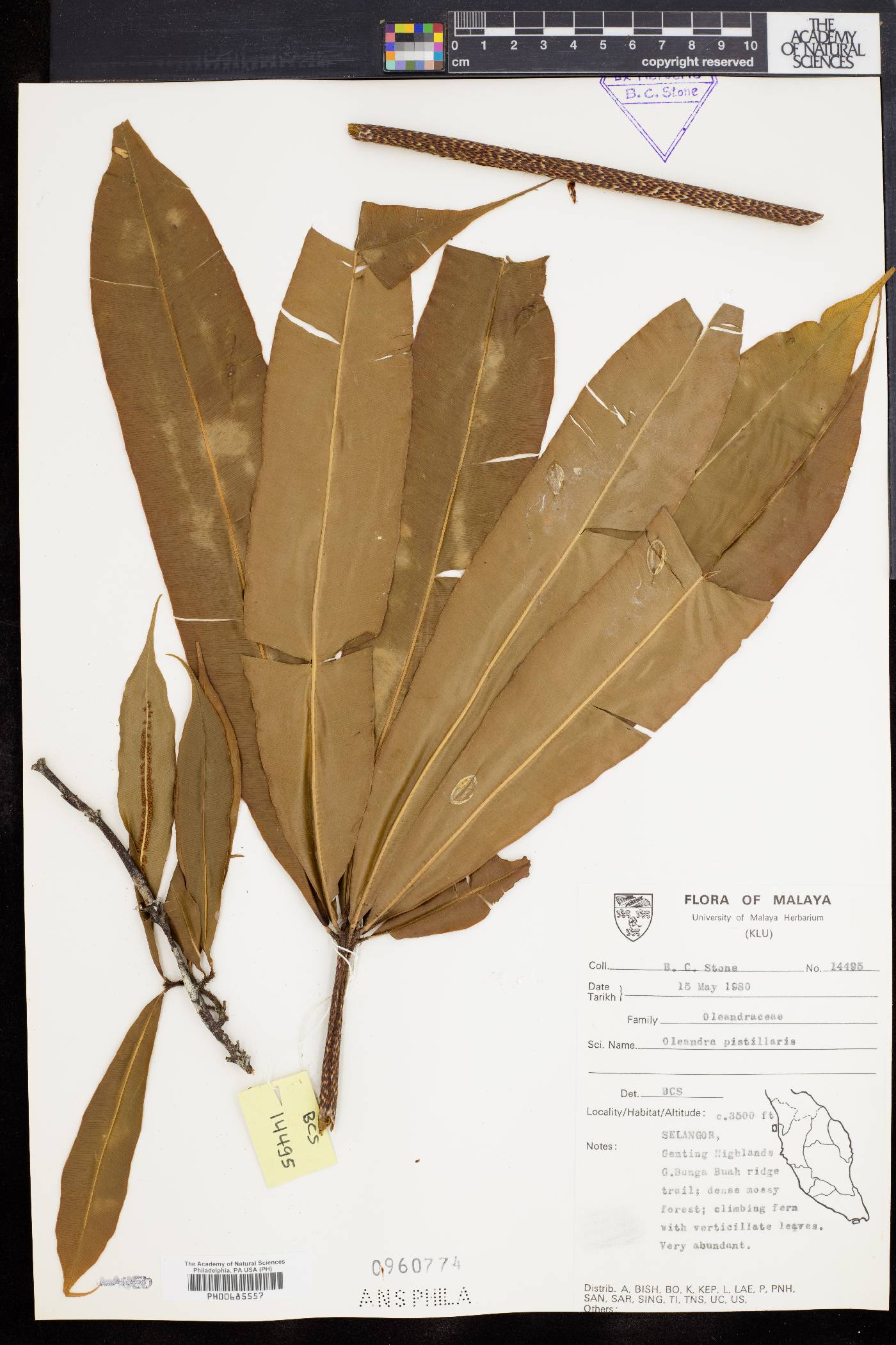 Oleandra pistillaris image