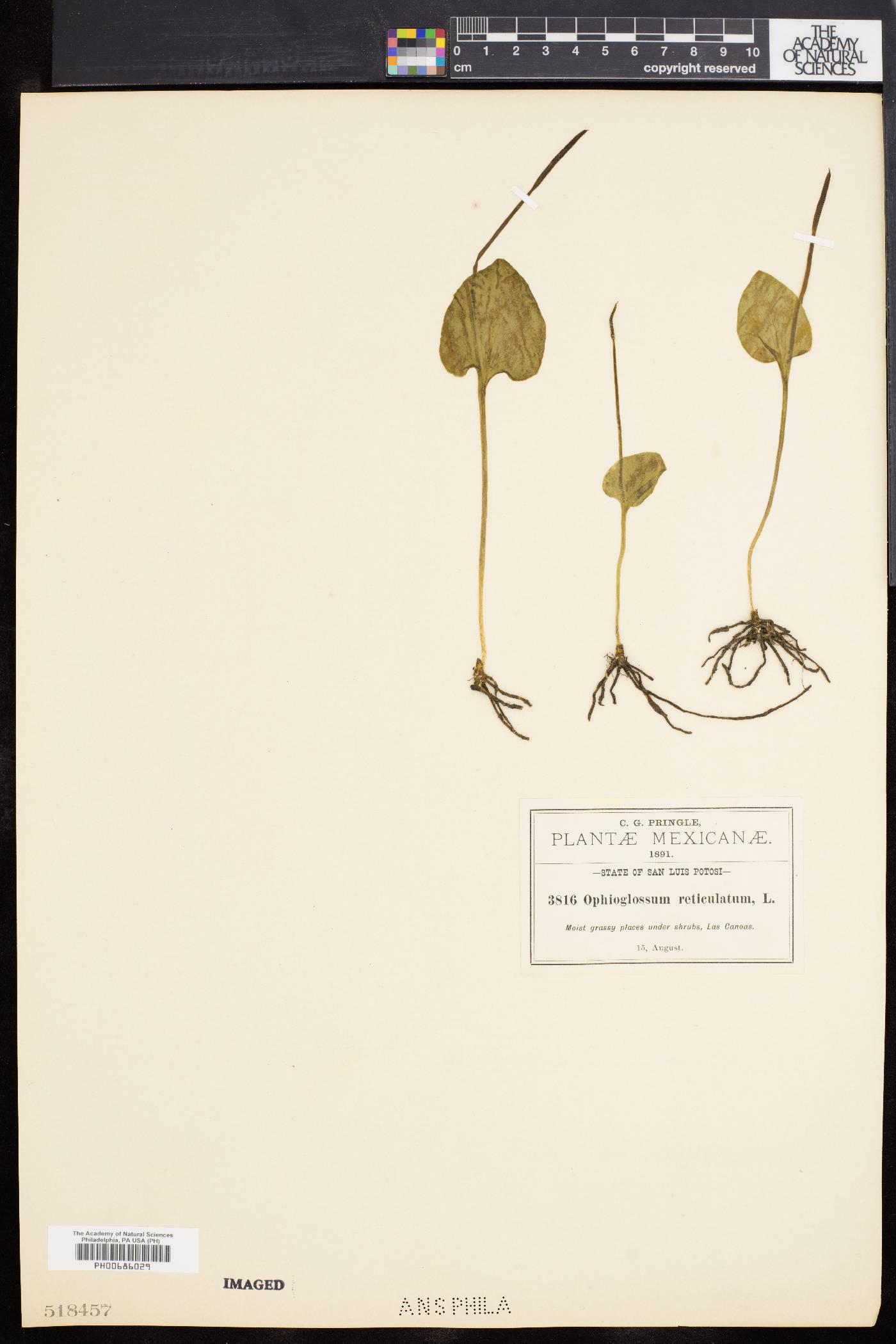 Ophioglossum reticulatum image