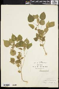 Acalypha alopecuroides image