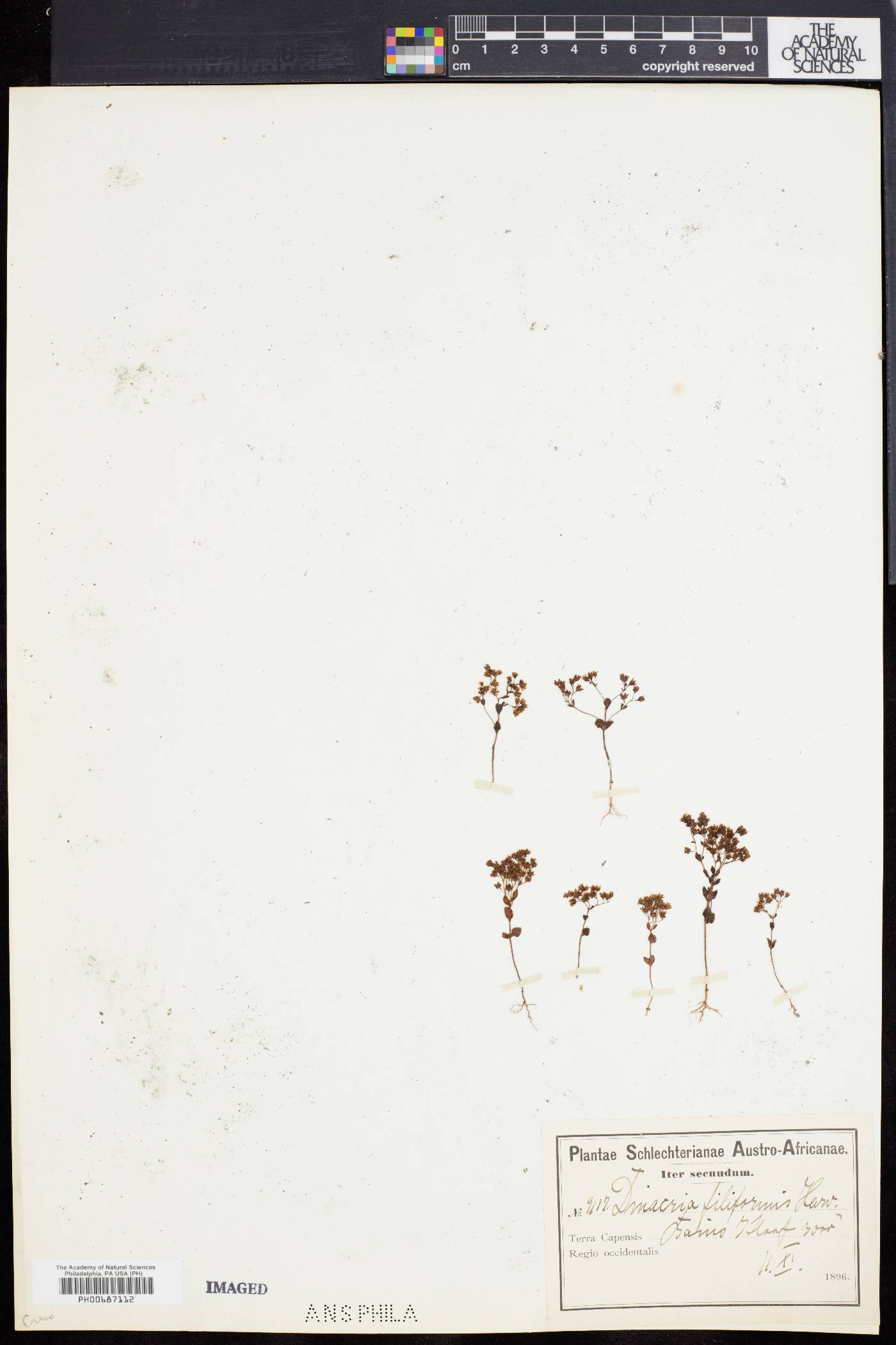 Crassula filiformis image